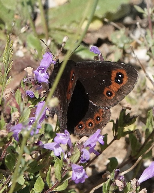 Chapman's ringlet
